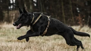 Non-stop Dogwear supports Mine Detection Dogs