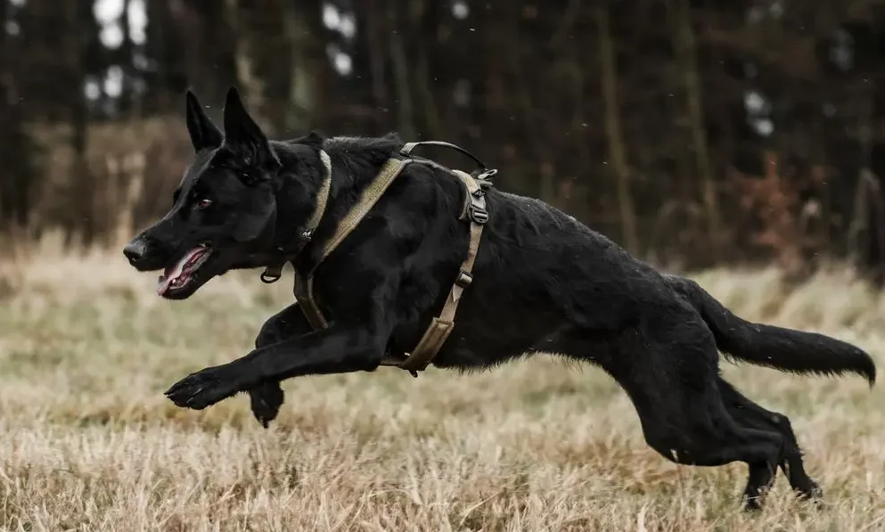 Non-stop Dogwear supports Mine Detection Dogs