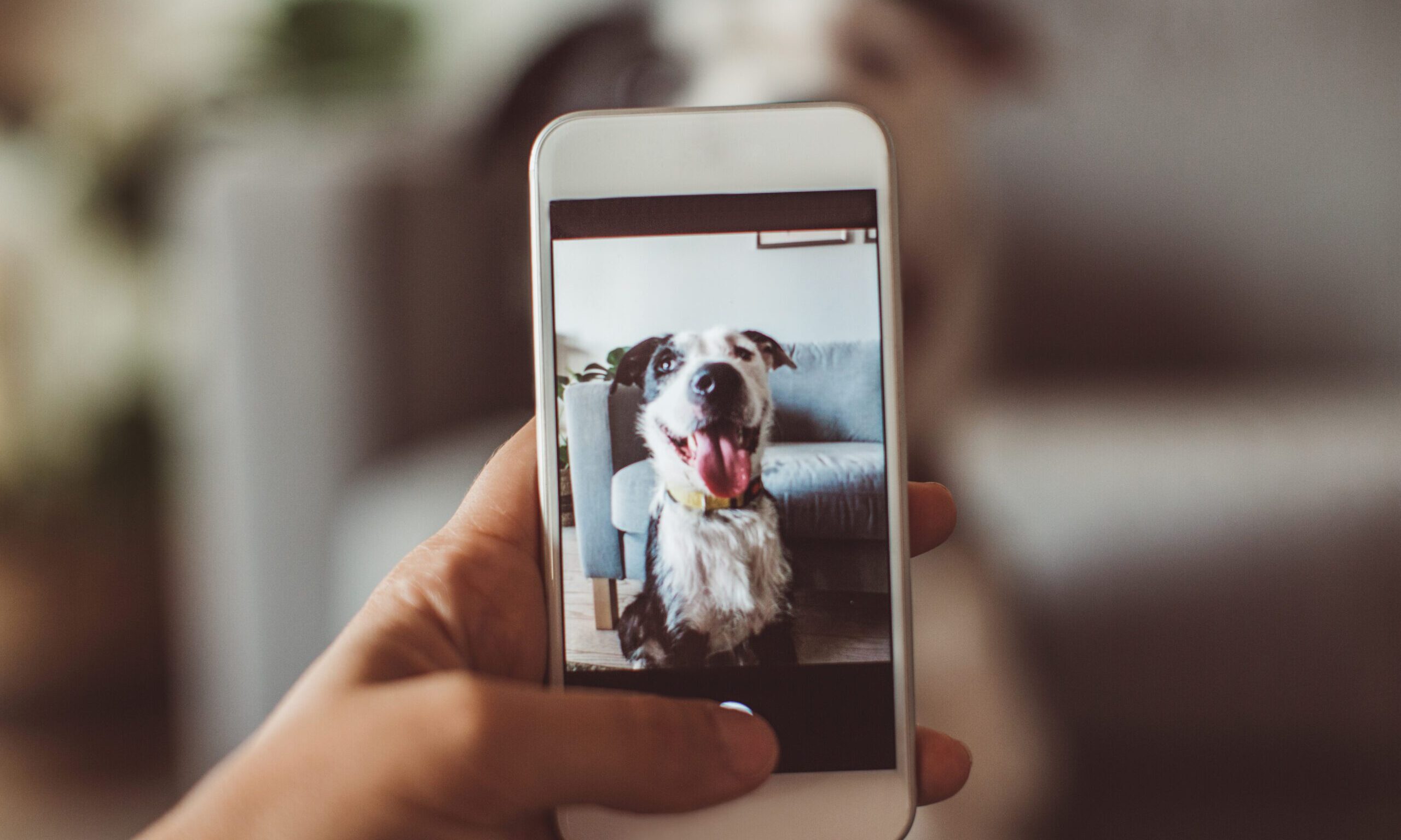 Mars launches AI-powered dental checks