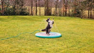 Aldi to relaunch its Cooling Pet Range this summer