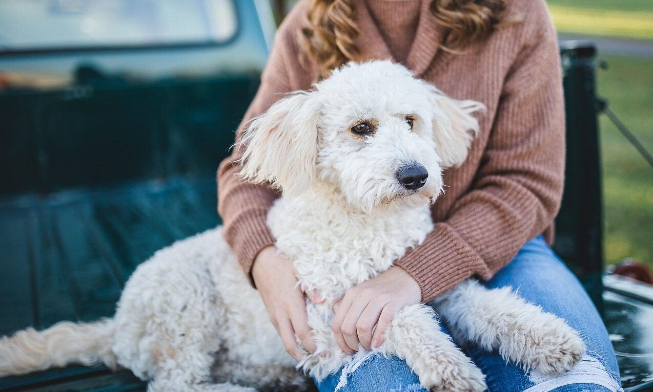 Which?: Owners face ‘David and Goliath battle’ resolving vet complaints