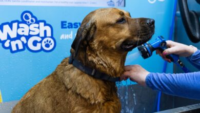 Jollyes launches campaign to help pets stay cool