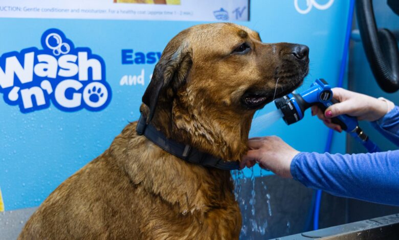 Jollyes launches campaign to help pets stay cool