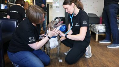 StreetVet-Battersea alliance to provide free vet care for homeless pets