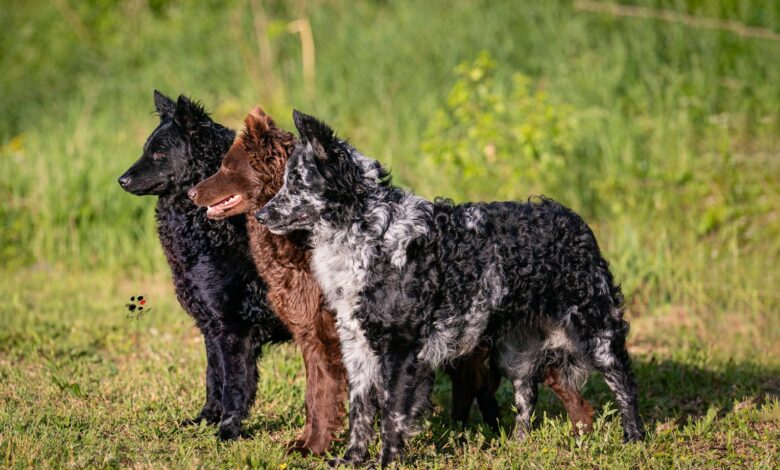 Hungarian Mudi becomes UK’s newest recognised dog breed