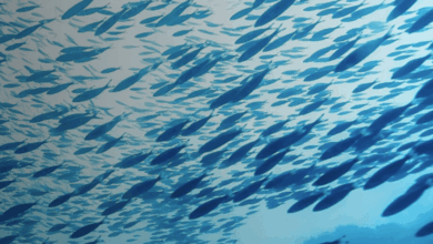 Mars commits to global seafood traceability standard