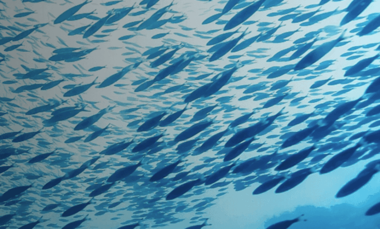 Mars commits to global seafood traceability standard
