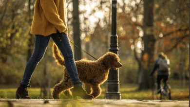 Mars expands global Better Cities for Pets programme