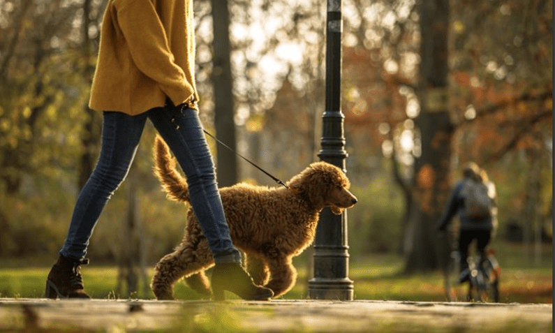 Survey reveals pet owners’ tech hopes for the future of animal care