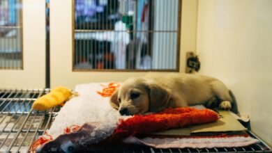 Only Rescues and Ancol launches £3k grant for rescue shelters