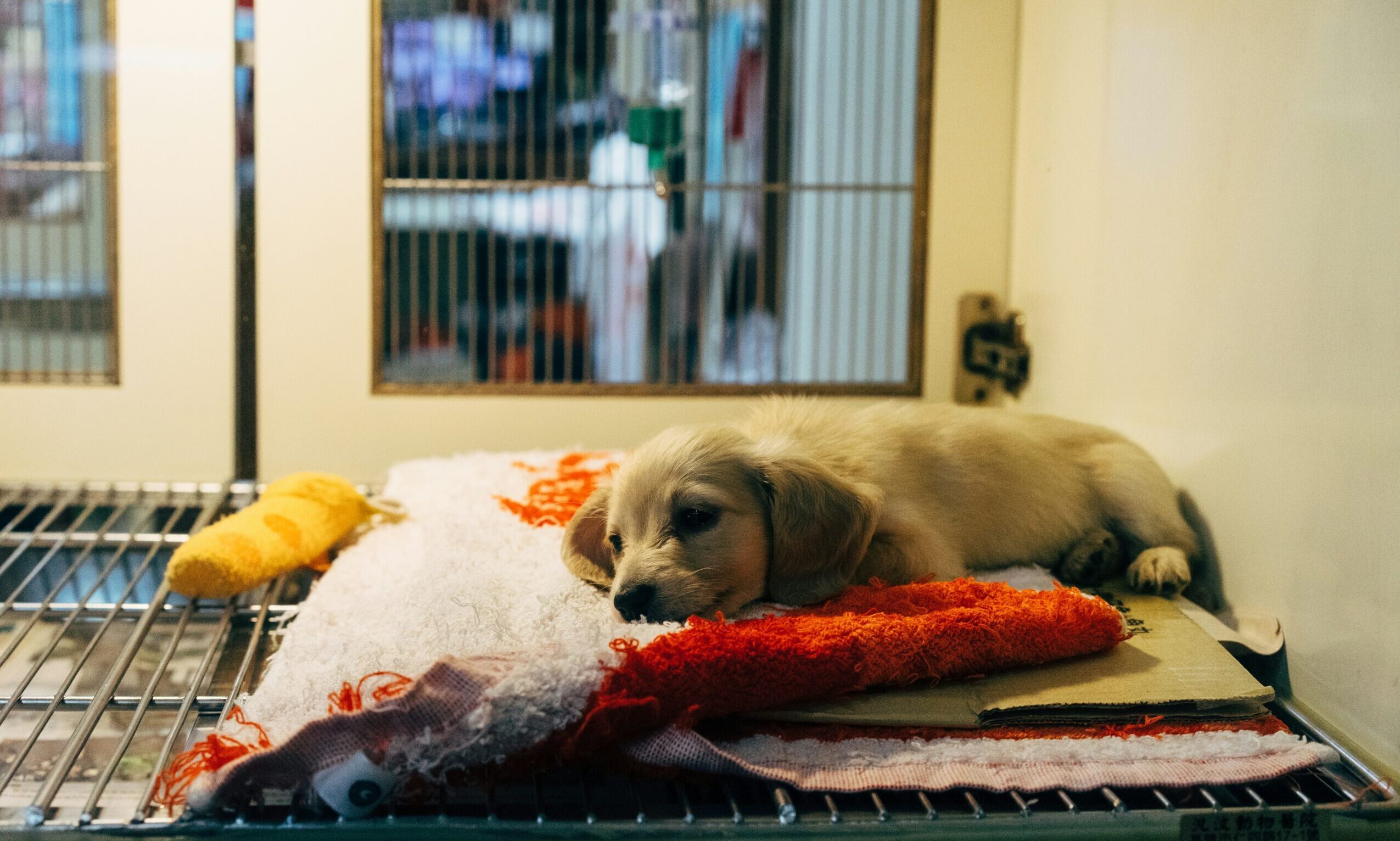 Only Rescues and Ancol launches £3k grant for rescue shelters