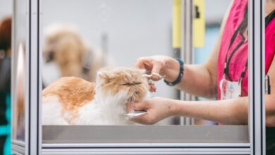 Pet grooming bodies set new welfare standards for groomers