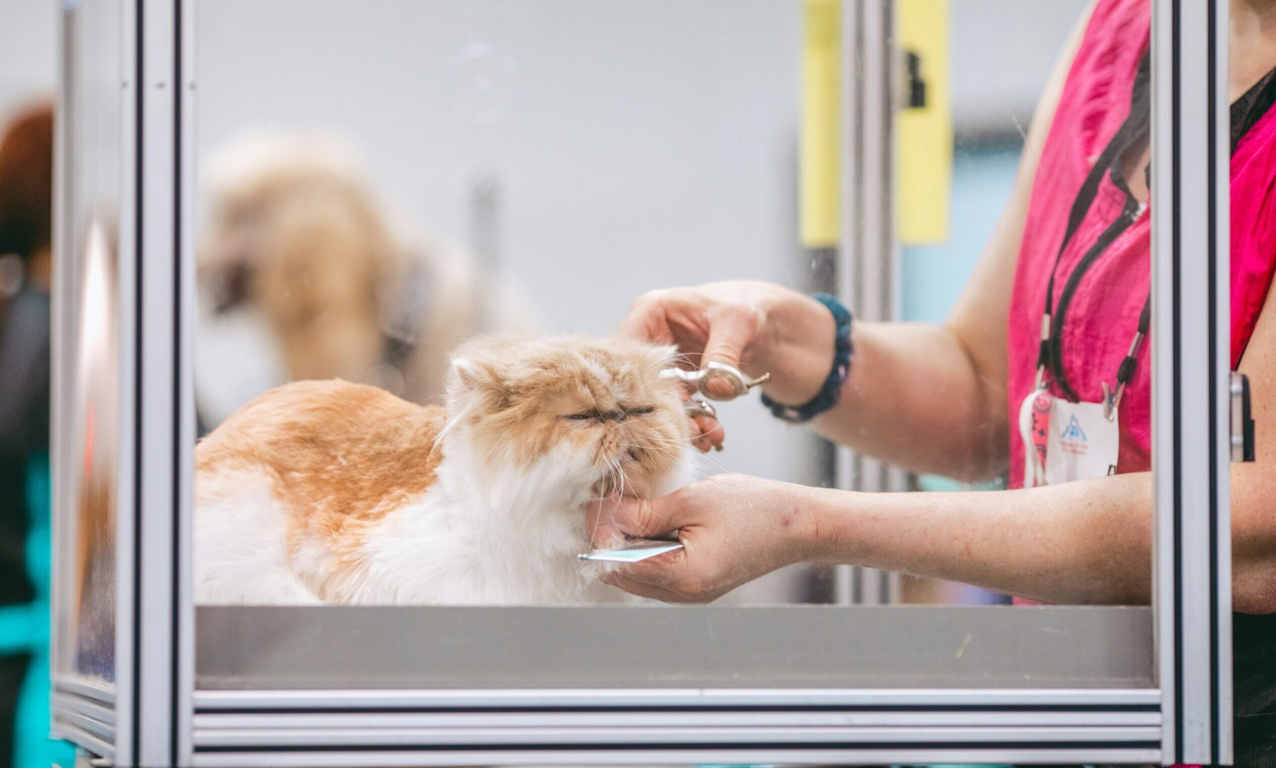 Pet grooming bodies set new welfare standards for groomers