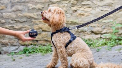 Dog by Just for Pets launches new website