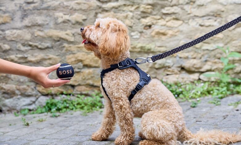 Dog by Just for Pets launches new website