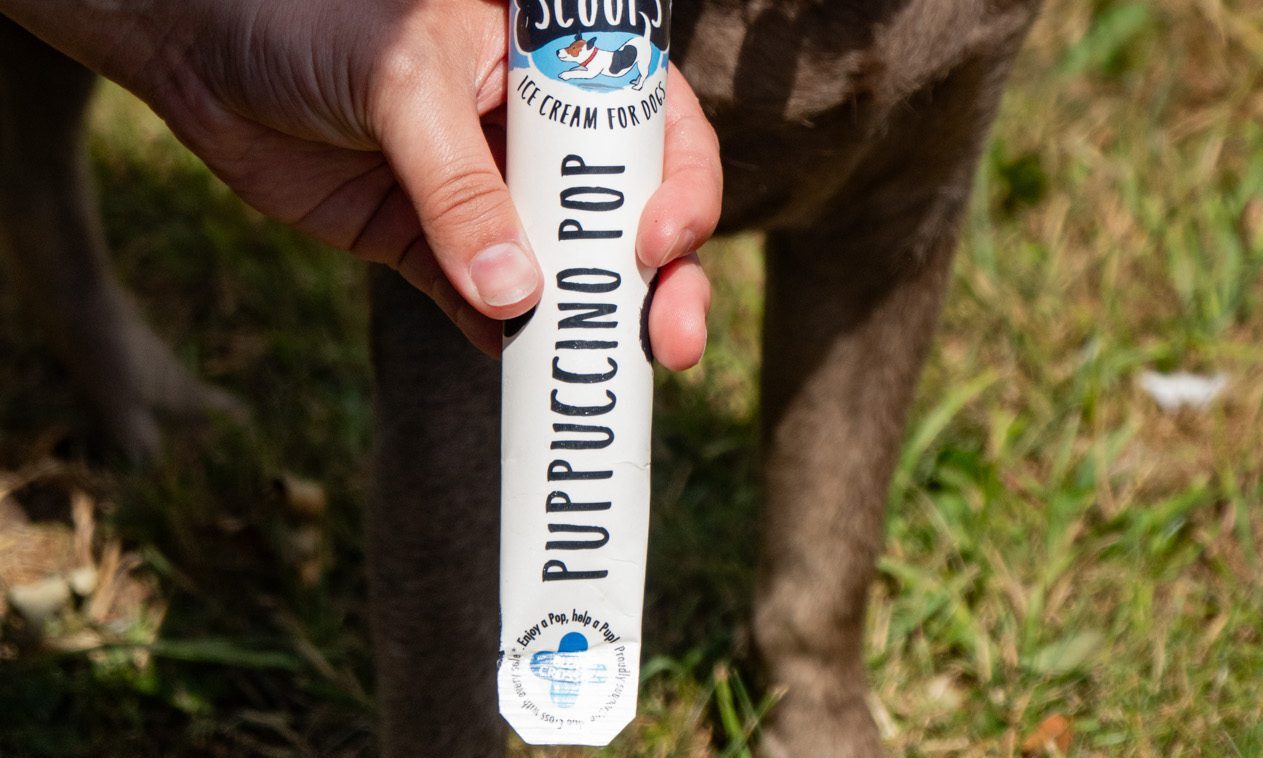 Marshfield Farm Ice Cream and Blue Cross launch Puppuccino Pops