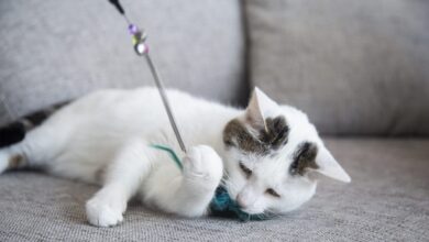 My Three Cats founder launches Cats Deserve More campaign