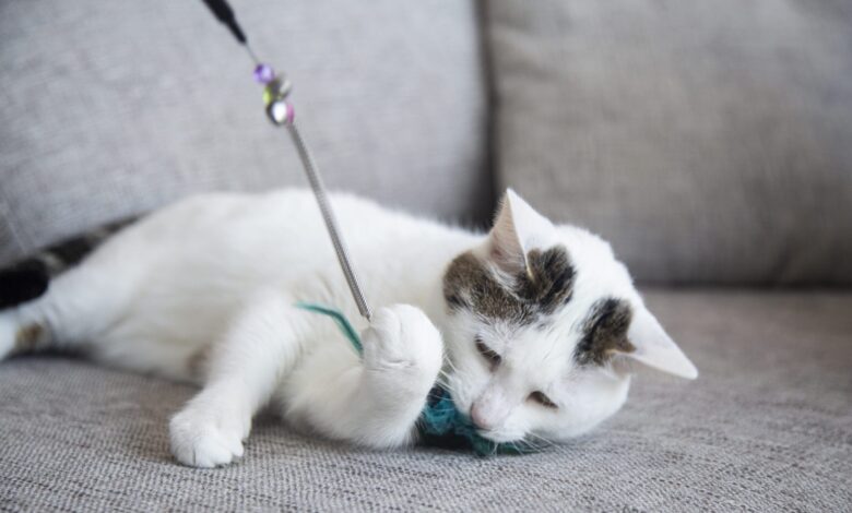My Three Cats founder launches Cats Deserve More campaign