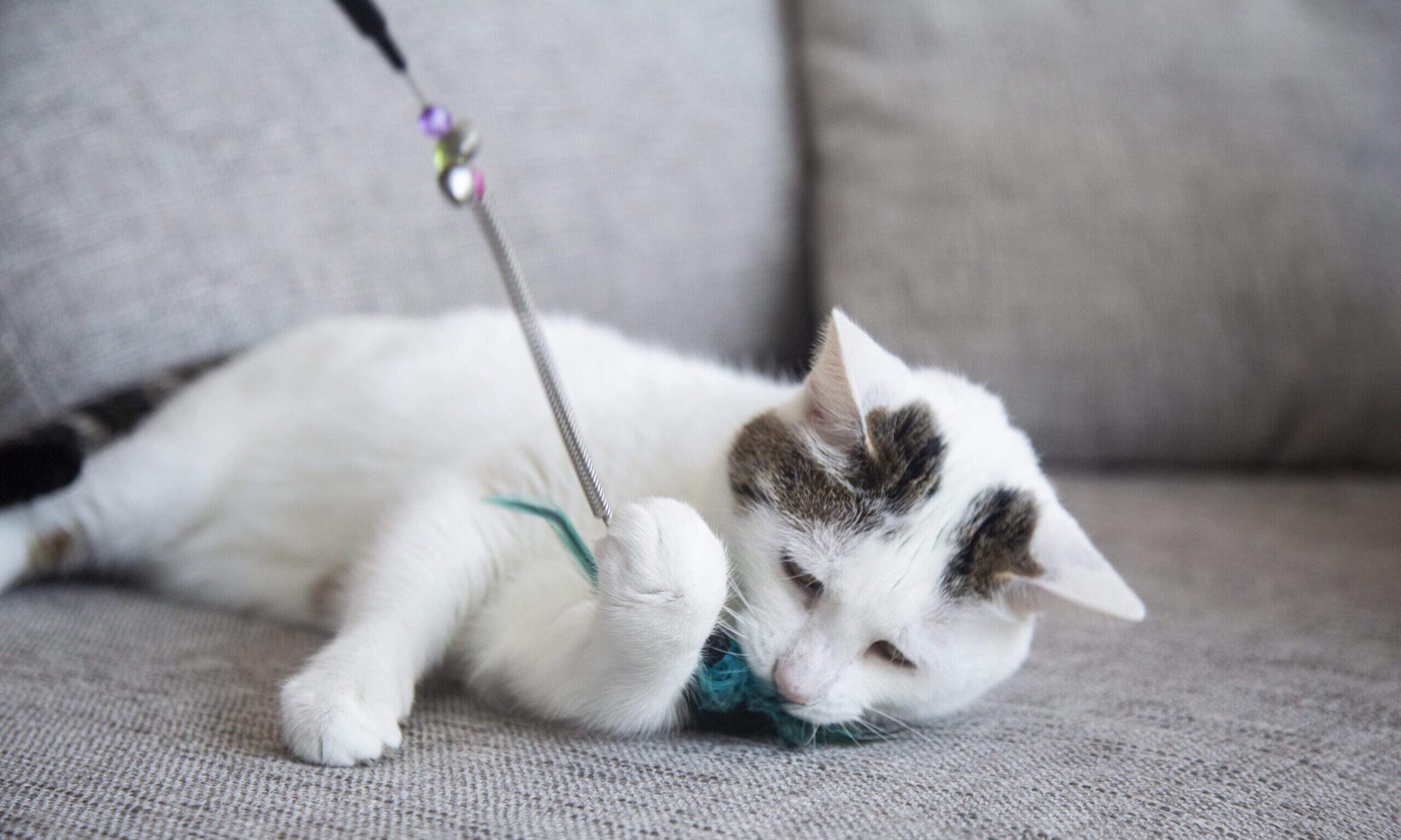 My Three Cats founder launches Cats Deserve More campaign