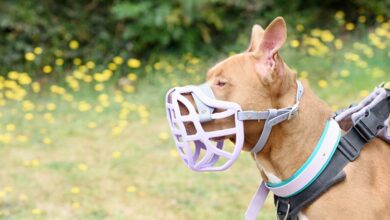 The Muzzle Movement launches new Size Pippa muzzle