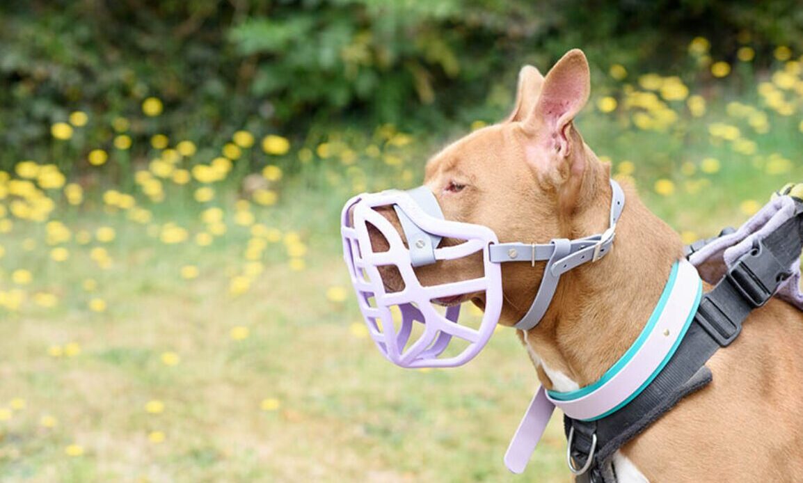 The Muzzle Movement launches new Size Pippa muzzle