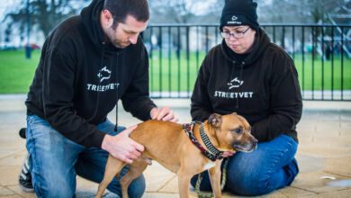 How Purina’s BetterWithPets prize has helped StreetVet’s mission go further