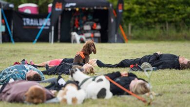 Non-Stop Dogwear and Traildog launch dog wellness weekend