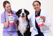 Pooch and Mutt launches at-home gut health test for dogs