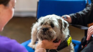 Scottish SPCA reports surge in demand and growing community impact