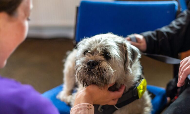 Scottish SPCA reports surge in demand and growing community impact