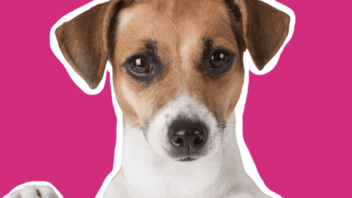 3P Enterprise launches online portal for pet retailers