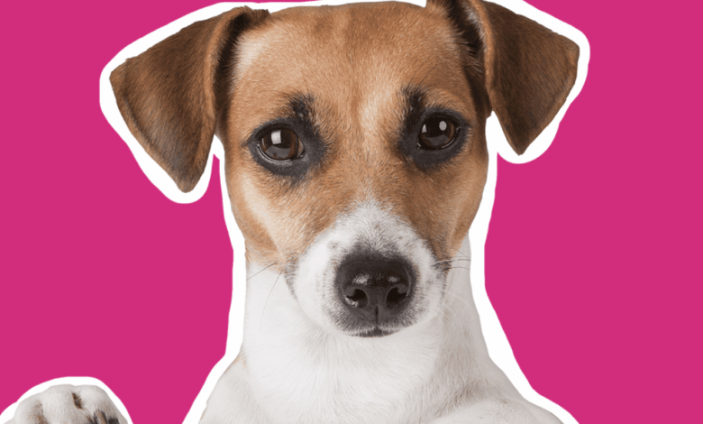 3P Enterprise launches online portal for pet retailers