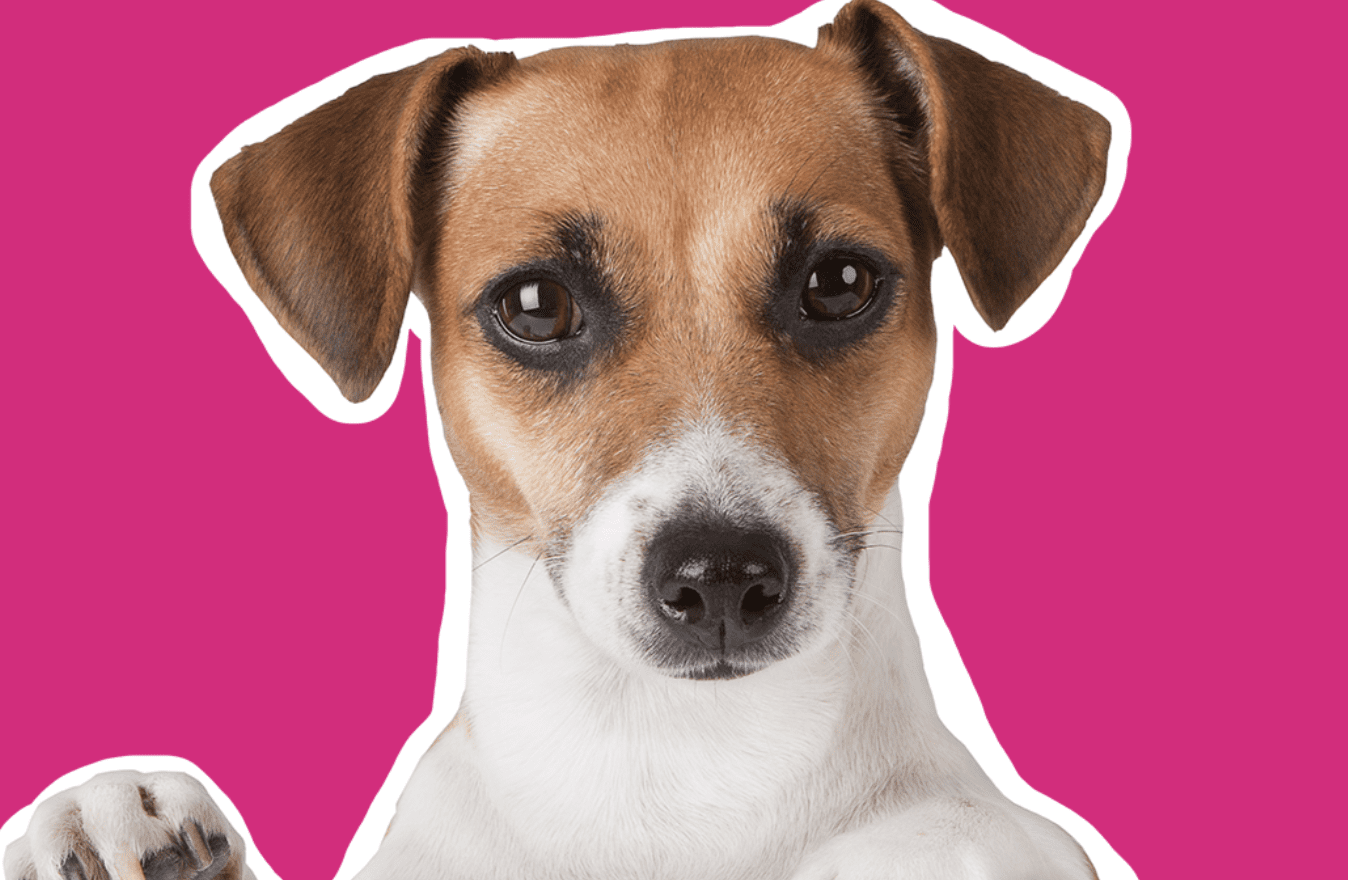 3P Enterprise launches online portal for pet retailers