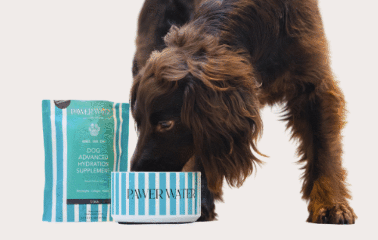 Pawer Water wins pet wellness award