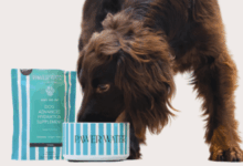 Pawer Water wins pet wellness award