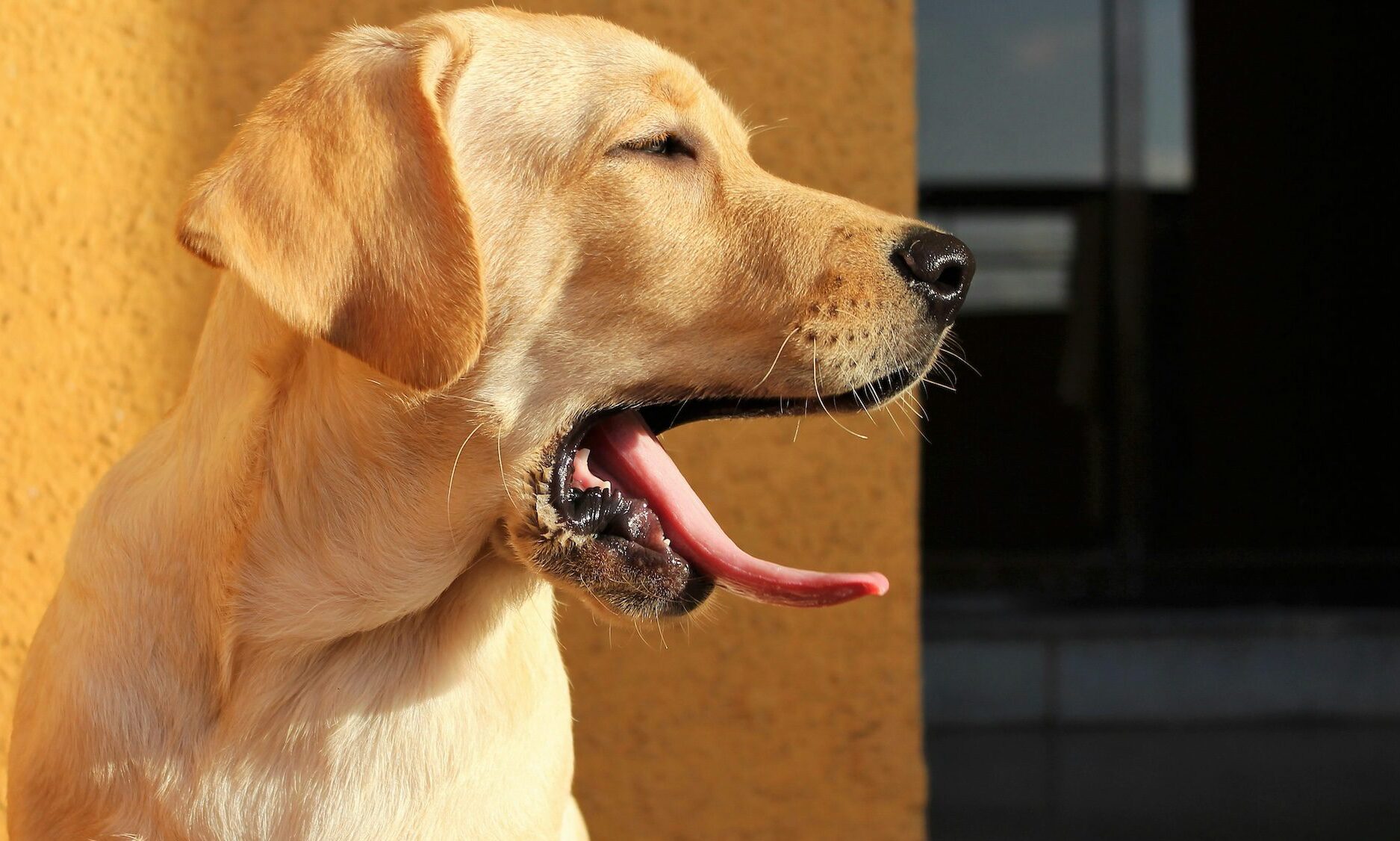 Omni seeks ‘dog breath inspector’ to test new supplement