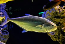 OATA warns against ‘one-size-fits-all’ fish welfare policy