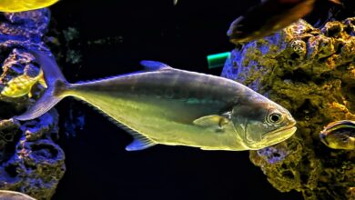 OATA warns against ‘one-size-fits-all’ fish welfare policy