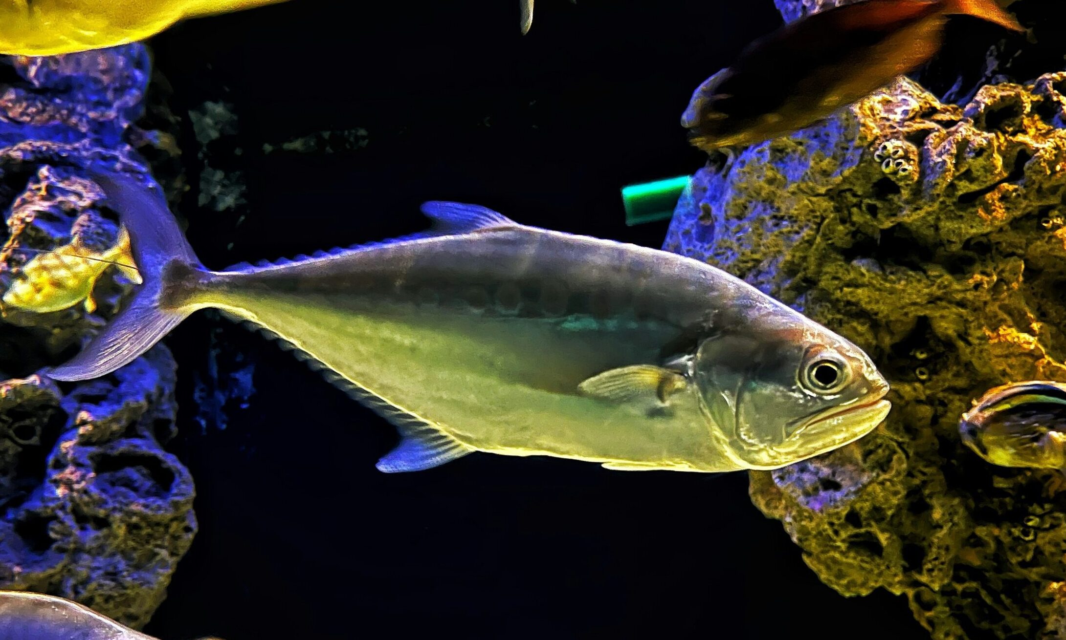 OATA warns against ‘one-size-fits-all’ fish welfare policy