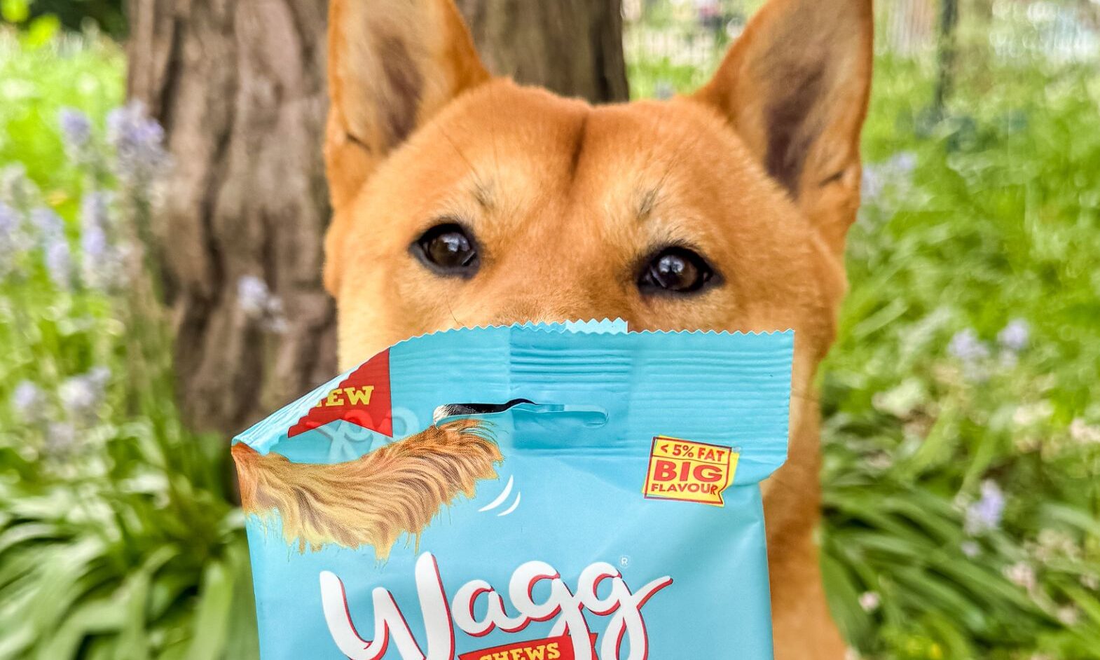 Wagg launches dog-friendly ‘Pupnic’ benches in UK parks