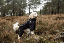 Pets Choice acquires Mikki brand from Interpet