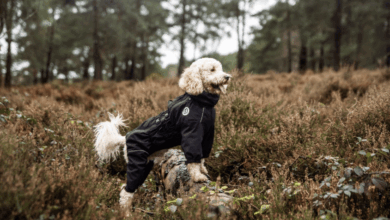 Pets Choice acquires Mikki brand from Interpet