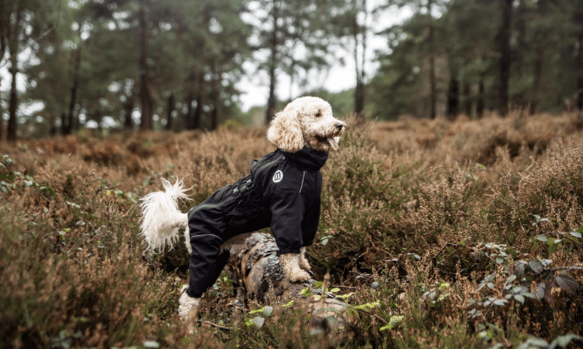 Pets Choice acquires Mikki brand from Interpet