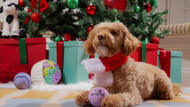 Pooch and Mutt launches festive dog food range for Christmas 2025