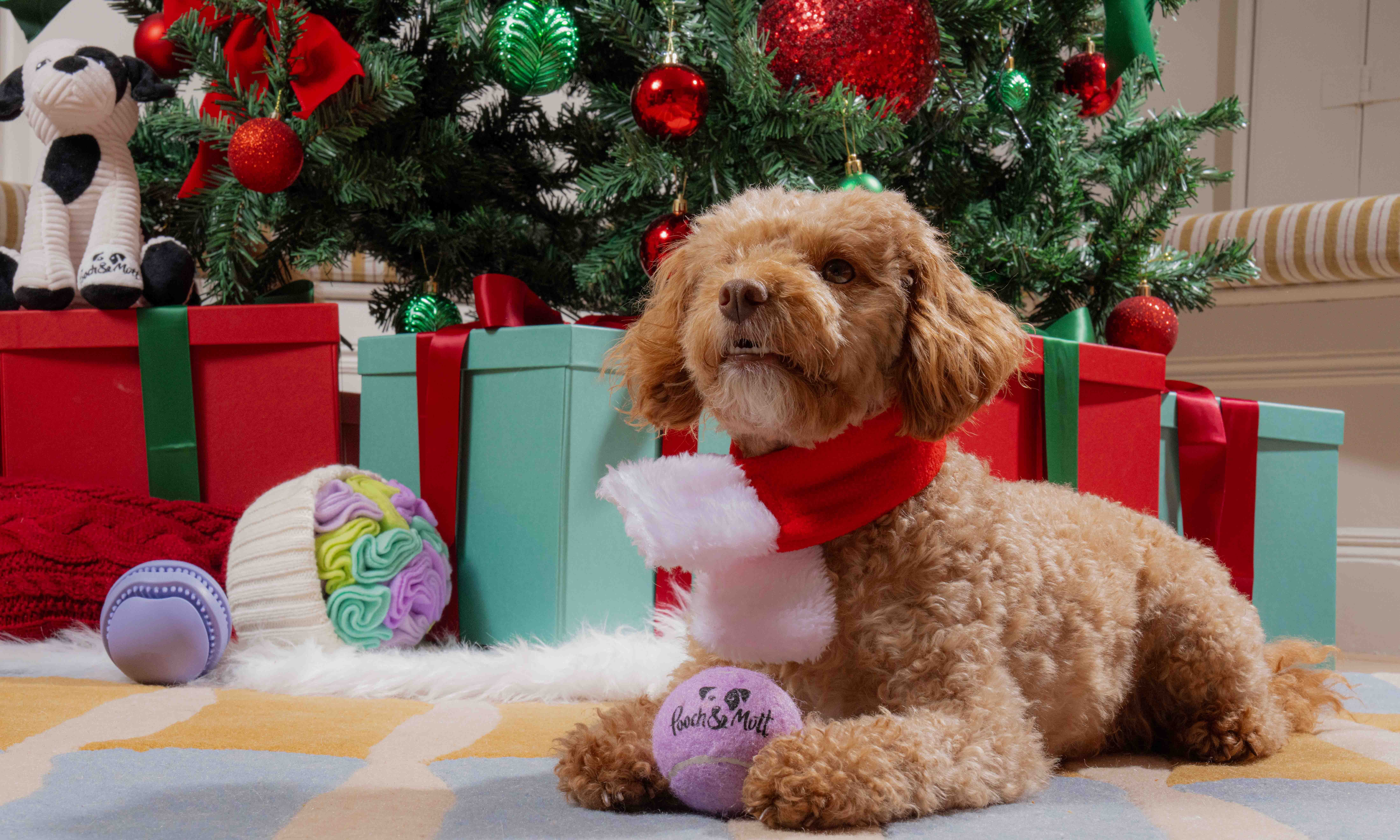 Pooch and Mutt launches festive dog food range for Christmas 2025