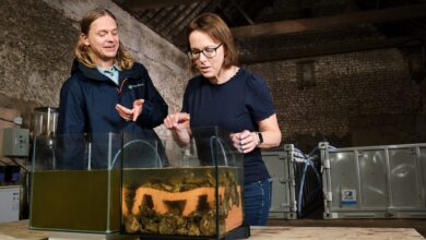 Purina backs major oyster reef restoration off Norfolk coast