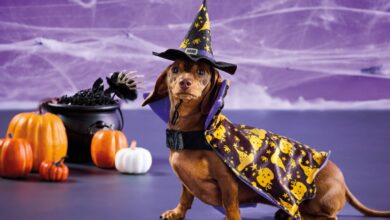 Aldi launches new Halloween pet costumes