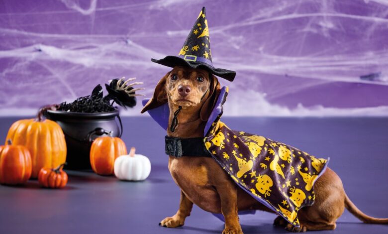Aldi launches new Halloween pet costumes
