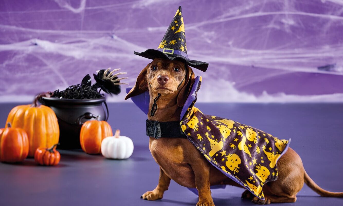 Aldi launches new Halloween pet costumes