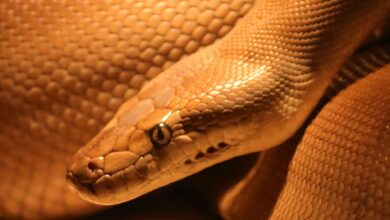 Monkfield launches UK-first reptile food alternative EvoRx